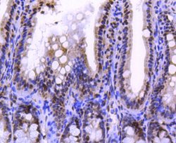 Invitrogen Histone H2A.Z Recombinant Rabbit Monoclonal Antibody (ST46-09)
