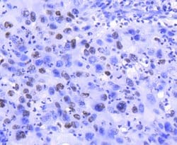 Invitrogen Histone H2A.Z Recombinant Rabbit Monoclonal Antibody (ST46-09)