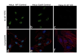 Invitrogen Ki-67 Recombinant Rabbit Monoclonal Antibody (ST50-01) 100 &mu;L;