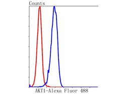Invitrogen AKT1 Recombinant Rabbit Monoclonal Antibody (ST05-09) 100 &mu;L | Buy Online | Invitrogen&trade; | Fisher Scientific