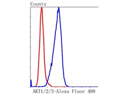 Invitrogen AKT Pan Recombinant Rabbit Monoclonal Antibody (ST48-09) 100