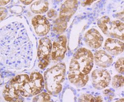 Invitrogen AKT Pan Recombinant Rabbit Monoclonal Antibody (ST48-09) 100
