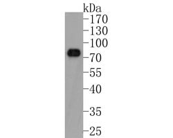 Invitrogen Phospho-YAP1 (Ser127) Recombinant Rabbit Monoclonal Antibody