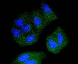 Invitrogen SRC Recombinant Rabbit Monoclonal Antibody (ST05-03) 100 &mu;L;