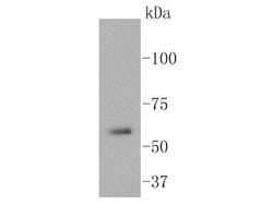 Invitrogen SRC Recombinant Rabbit Monoclonal Antibody (ST05-03) 100 &mu;L;