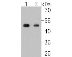 Invitrogen Phospho-CDC37 (Ser13) Recombinant Rabbit Monoclonal Antibody
