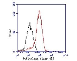 Invitrogen SGK1 Recombinant Rabbit Monoclonal Antibody (SC05-71) 100 &mu;L;