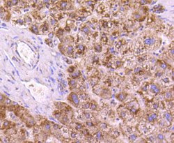 Invitrogen SGK1 Recombinant Rabbit Monoclonal Antibody (SC05-71) 100 &mu;L;