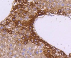 Invitrogen SGK1 Recombinant Rabbit Monoclonal Antibody (SC05-71) 100 &mu;L;