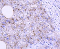 Invitrogen APOE Recombinant Rabbit Monoclonal Antibody (SC0536) 100 &mu;L;