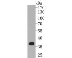 Invitrogen APOE Recombinant Rabbit Monoclonal Antibody (SC0536) 100 &mu;L;