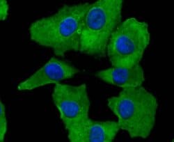 Invitrogen COX2 Recombinant Rabbit Monoclonal Antibody (SC56-06) 100 &mu;L;