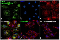 Invitrogen COX2 Recombinant Rabbit Monoclonal Antibody (SC56-06) 100 &mu;L;