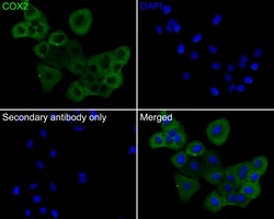 Invitrogen COX2 Recombinant Rabbit Monoclonal Antibody (SC56-06) 100 &mu;L;