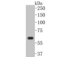 Invitrogen COX2 Recombinant Rabbit Monoclonal Antibody (SC56-06) 100 &mu;L;