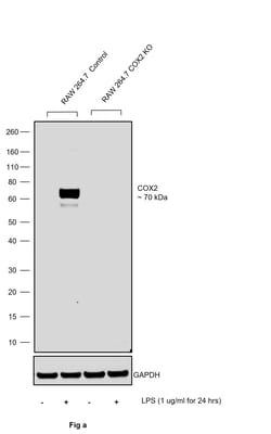 Invitrogen COX2 Recombinant Rabbit Monoclonal Antibody (SC56-06) 100 &mu;L;
