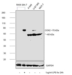 Invitrogen COX2 Recombinant Rabbit Monoclonal Antibody (SC56-06) 100 &mu;L;