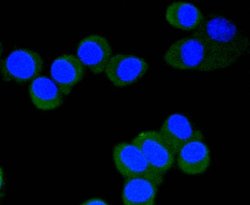 Invitrogen Phospho-eIF4E (Ser209) Recombinant Rabbit Monoclonal Antibody