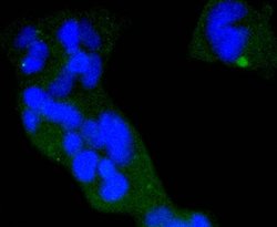 Invitrogen Phospho-eIF4E (Ser209) Recombinant Rabbit Monoclonal Antibody