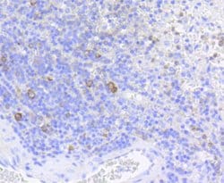 Invitrogen Phospho-eIF4E (Ser209) Recombinant Rabbit Monoclonal Antibody