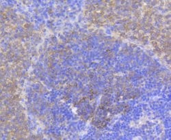 Invitrogen Phospho-eIF4E (Ser209) Recombinant Rabbit Monoclonal Antibody