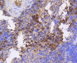 Invitrogen Phospho-eIF4E (Ser209) Recombinant Rabbit Monoclonal Antibody