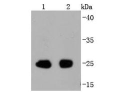 Invitrogen Phospho-eIF4E (Ser209) Recombinant Rabbit Monoclonal Antibody