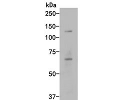 Invitrogen Phospho-Tau (Ser396) Recombinant Rabbit Monoclonal Antibody