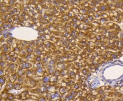 Invitrogen eIF5A Recombinant Rabbit Monoclonal Antibody (SC60-09) 100 &mu;L;