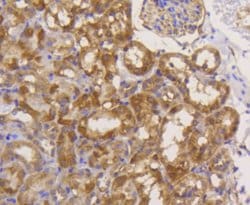 Invitrogen eIF5A Recombinant Rabbit Monoclonal Antibody (SC60-09) 100 &mu;L;