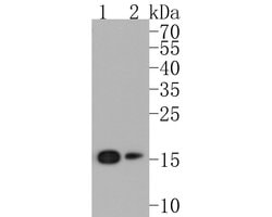 Invitrogen eIF5A Recombinant Rabbit Monoclonal Antibody (SC60-09) 100 &mu;L;