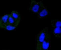 Invitrogen HDAC3 Recombinant Rabbit Monoclonal Antibody (SC55-02) 100 &mu;L | Buy Online | Invitrogen&trade; | Fisher Scientific