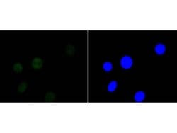 Invitrogen HDAC3 Recombinant Rabbit Monoclonal Antibody (SC55-02) 100 &mu;L | Buy Online | Invitrogen&trade; | Fisher Scientific