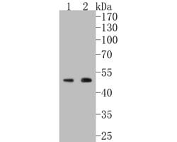 Invitrogen HDAC3 Recombinant Rabbit Monoclonal Antibody (SC55-02) 100 &mu;L | Buy Online | Invitrogen&trade; | Fisher Scientific