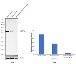 Invitrogen HDAC3 Recombinant Rabbit Monoclonal Antibody (SC55-02) 100 &mu;L | Buy Online | Invitrogen&trade; | Fisher Scientific