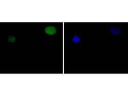 Invitrogen STAT5 alpha Recombinant Rabbit Monoclonal Antibody (SC66-09)