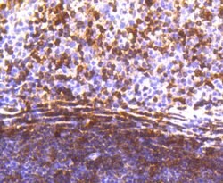 Invitrogen STAT5 alpha Recombinant Rabbit Monoclonal Antibody (SC66-09)