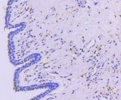 Invitrogen STAT5 alpha Recombinant Rabbit Monoclonal Antibody (SC66-09)