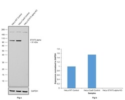 Invitrogen STAT5 alpha Recombinant Rabbit Monoclonal Antibody (SC66-09)