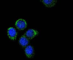 Invitrogen Cytochrome C Recombinant Rabbit Monoclonal Antibody (SC69-08)