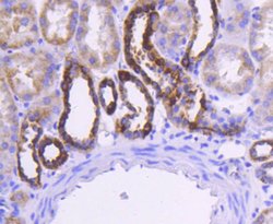Invitrogen Cytochrome C Recombinant Rabbit Monoclonal Antibody (SC69-08)