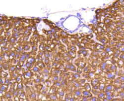 Invitrogen Cytochrome C Recombinant Rabbit Monoclonal Antibody (SC69-08)