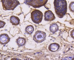 Invitrogen Cytochrome C Recombinant Rabbit Monoclonal Antibody (SC69-08)