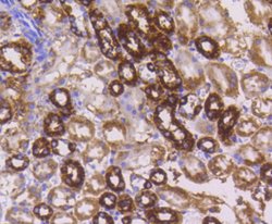 Invitrogen Cytochrome C Recombinant Rabbit Monoclonal Antibody (SC69-08)