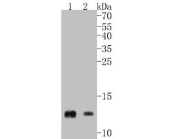 Invitrogen Cytochrome C Recombinant Rabbit Monoclonal Antibody (SC69-08)