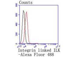 Invitrogen ILK Recombinant Rabbit Monoclonal Antibody (SC68-04) 100 &mu;L;