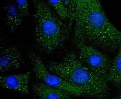 Invitrogen ILK Recombinant Rabbit Monoclonal Antibody (SC68-04) 100 &mu;L;