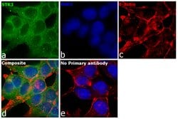 Invitrogen MST2 Recombinant Rabbit Monoclonal Antibody (SC05-83) 100 &mu;L;