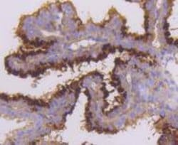 Invitrogen MST2 Recombinant Rabbit Monoclonal Antibody (SC05-83) 100 &mu;L;