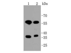 Invitrogen MST2 Recombinant Rabbit Monoclonal Antibody (SC05-83) 100 &mu;L;